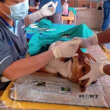 Puppy Emergency Rescue
