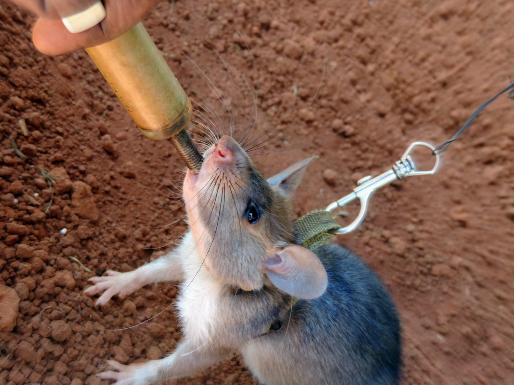 Help us train Godiva the Landmine Detection Rat