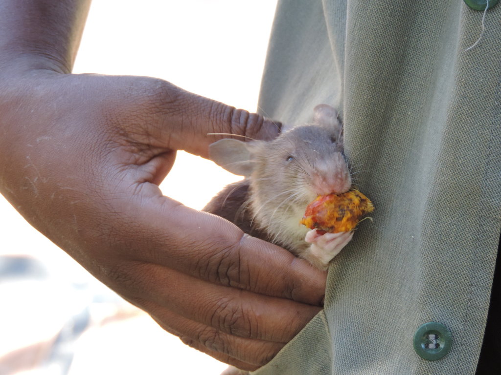 Help us train Godiva the Landmine Detection Rat