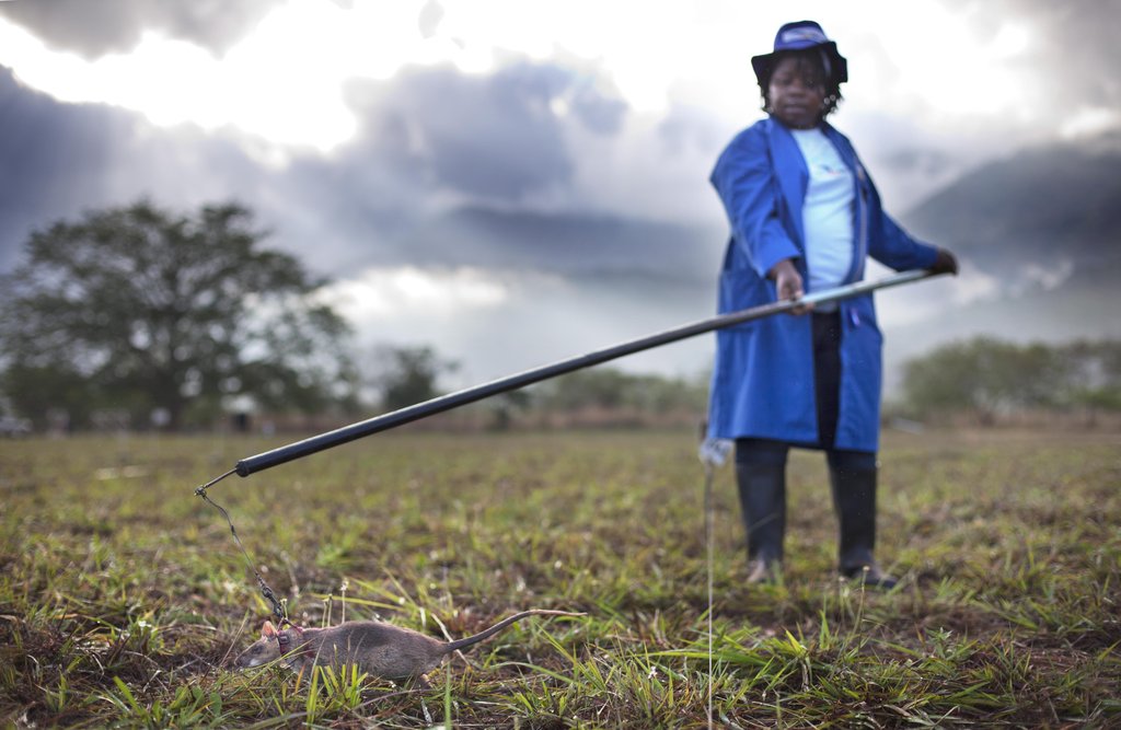 Help us train Godiva the Landmine Detection Rat