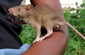 Help us train Godiva the Landmine Detection Rat