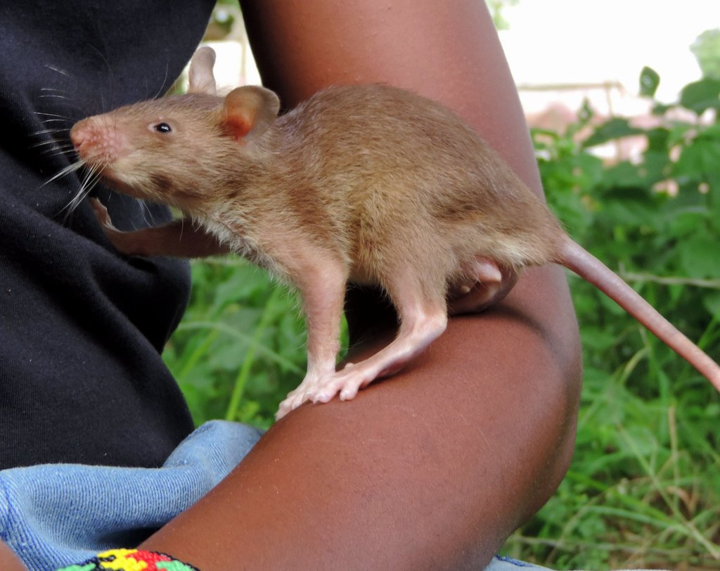 Help us train Godiva the Landmine Detection Rat