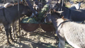 Rescued burros feast on nutritious hay