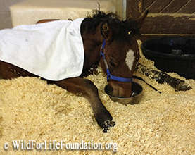 WFLF orphan foal rescue