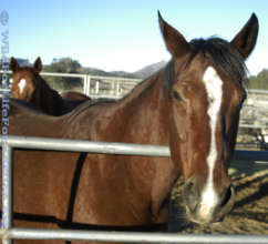 Rescue Horses served through WFLF Hay Drive