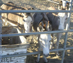 Rescue Burros served through WFLF Hay Drive