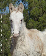 'Istas', a rescued mule foal