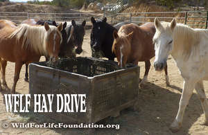 Feeding victimized horses in need