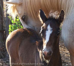 WFLF Pregnant mare rescue