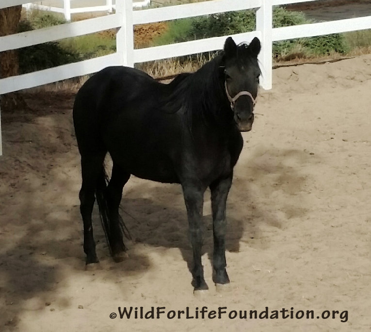 Drive to feed & save Rescue Horses & Burros