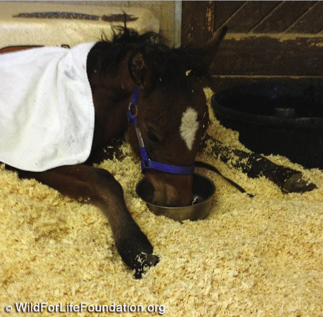 Drive to feed & save Rescue Horses & Burros