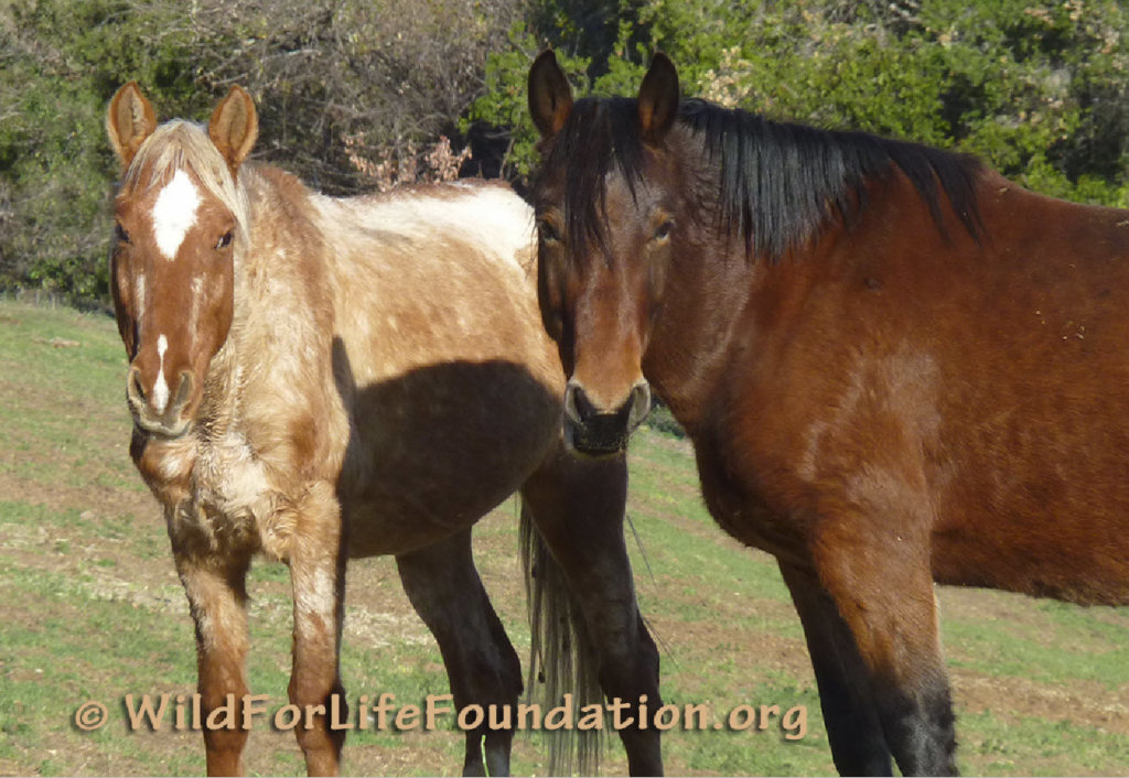 Drive to feed & save Rescue Horses & Burros