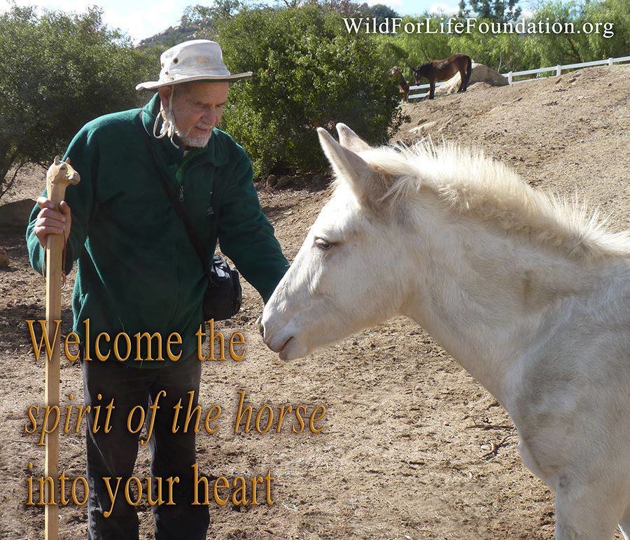 Drive to feed & save Rescue Horses & Burros
