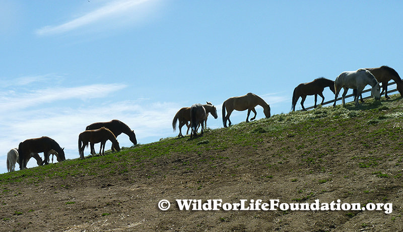 Drive to feed & save Rescue Horses & Burros