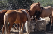 Drive to feed & save Rescue Horses & Burros