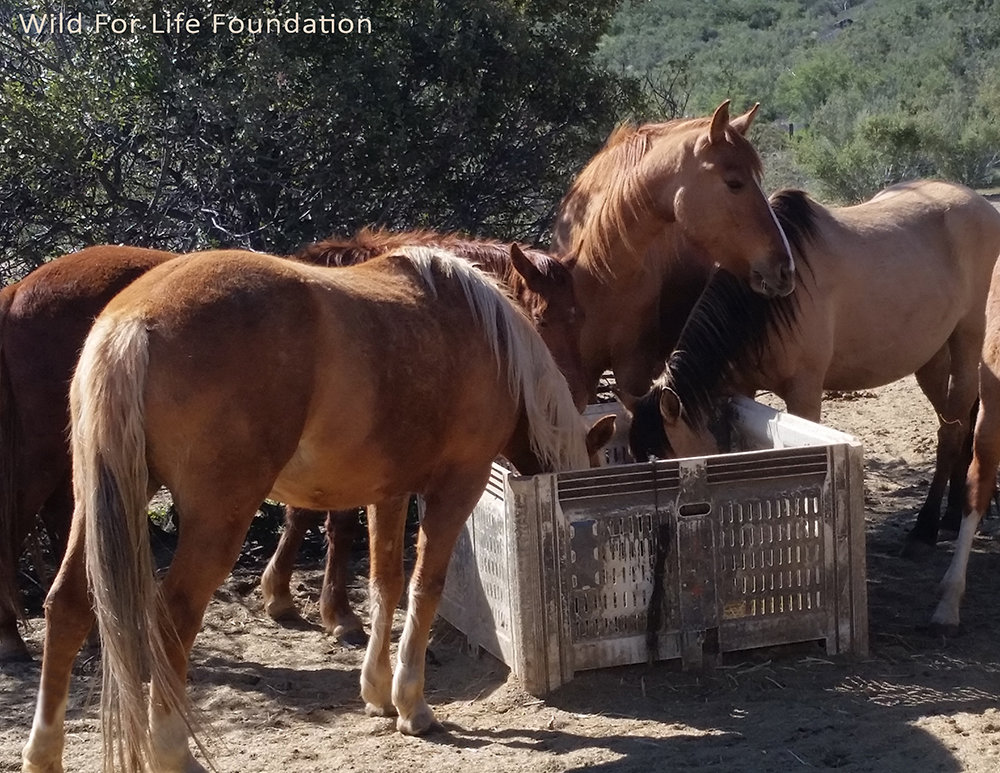 Hay Donation Drive to feed Rescue Horses & Burros