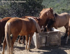 Hay Donation Drive to feed Rescue Horses & Burros
