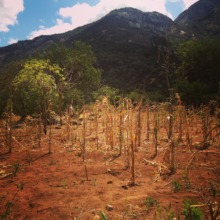 Dried, dead crops in our project area