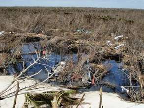 Mangroves full of cars and boats