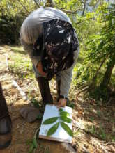 Identifying tree species