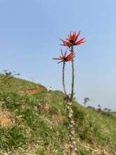 A tree flowering to offer hope during the drought