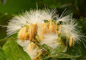 Inga Flowers - they bloom twice a year!