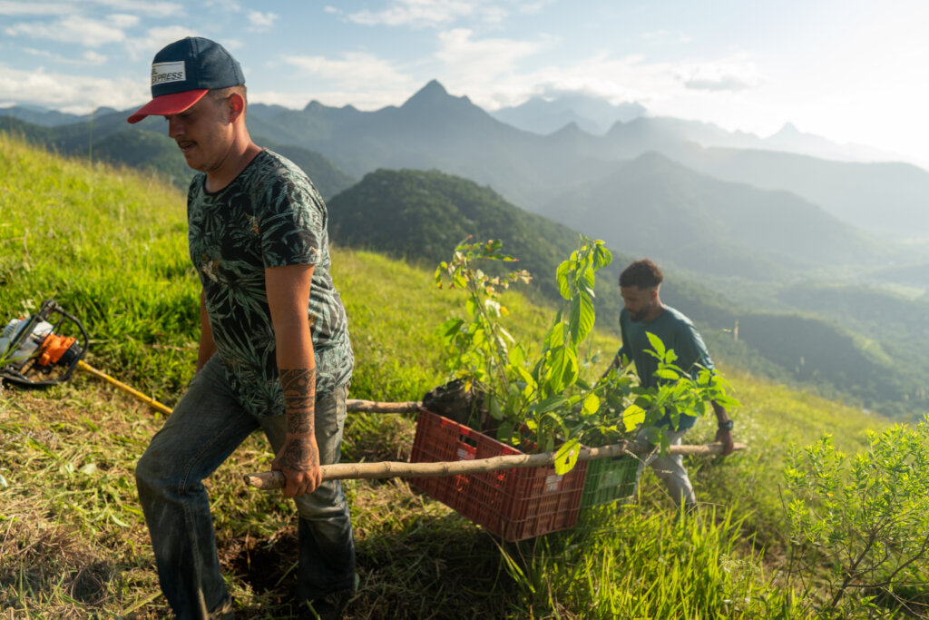 Reforesting the Atlantic Rainforest of Brazil