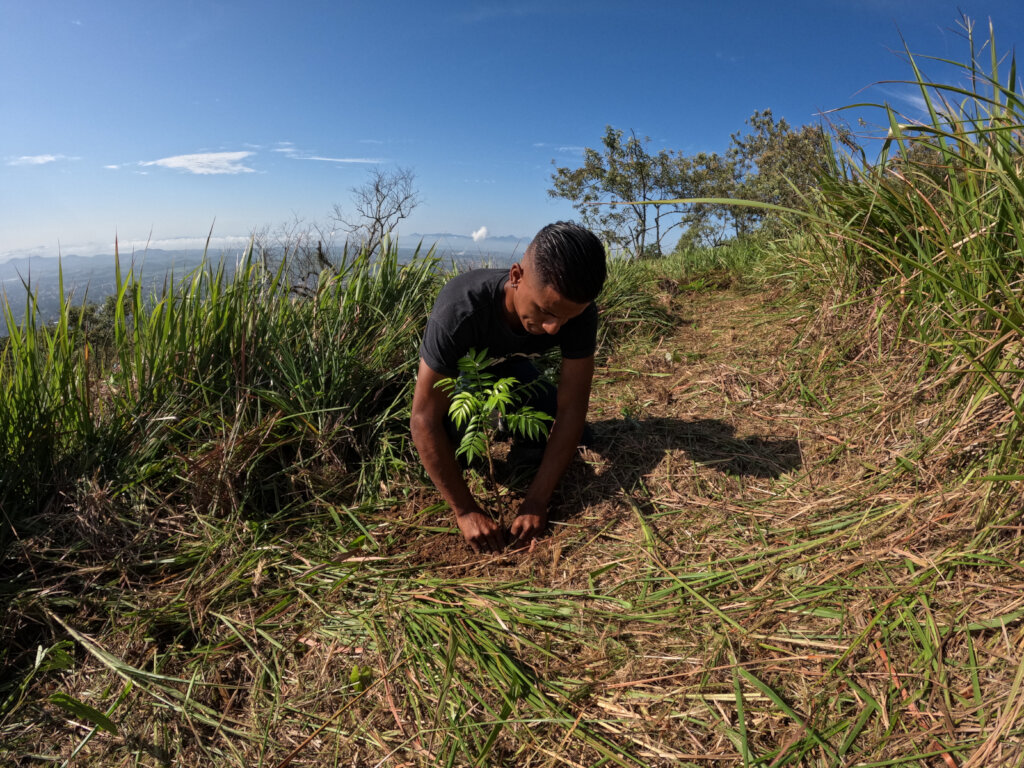 Reforesting the Atlantic Rainforest of Brazil