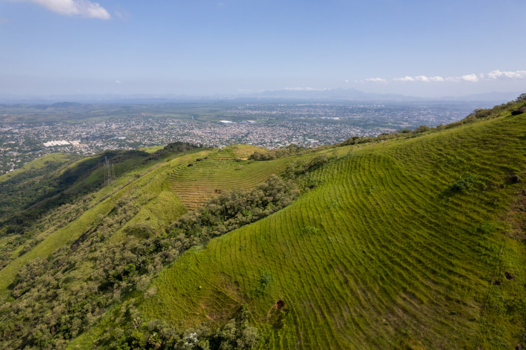 Reforesting the Atlantic Rainforest of Brazil
