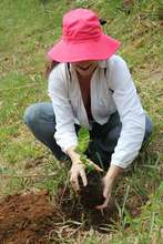 University student planting a tree