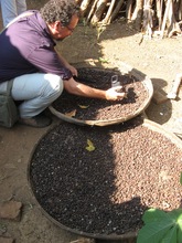 Team Member Jones Examining Local Coffee Drying