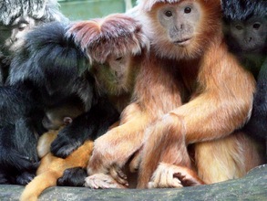 Ebony Langurs / Lutung