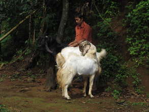 Etawa Goats Are Thriving in Kunir