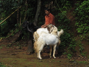 Goats