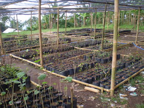 Native Plant Nursery at Jepara Forest Conservancy