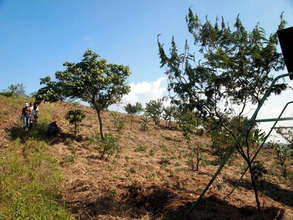 Progress on native species forest restoration