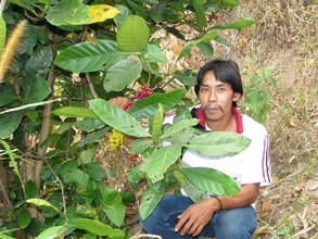 Village member showing existing aribica coffee plants