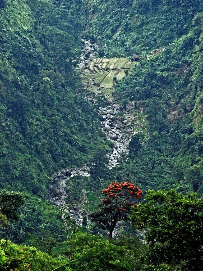 Indonesian Ecological Restoration & Education