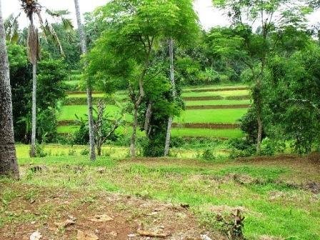 Indonesian Ecological Restoration & Education