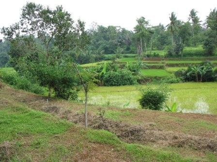 Indonesian Ecological Restoration & Education