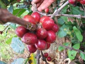 Arabica Coffee in Kunir Village