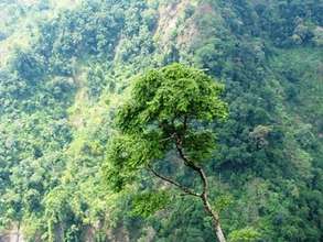 Intact Langur Habitat