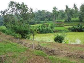 Rice Paddy to Restore