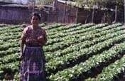 Chichoy Potato-Producing Project in Guatemala
