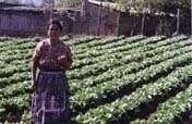 Chichoy Potato-Producing Project in Guatemala