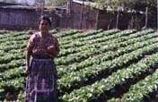 Chichoy Potato-Producing Project in Guatemala