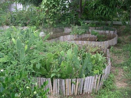 Grow Clean Food & Harvest Water in Rural Oaxaca