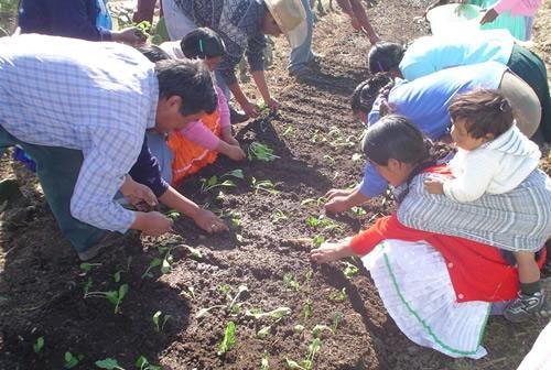 Grow Clean Food & Harvest Water in Rural Oaxaca
