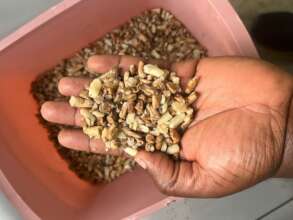 Marula kernals fresh from the marula nut