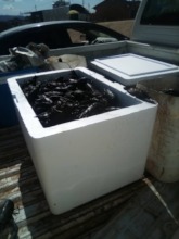 Collecting live crawfish